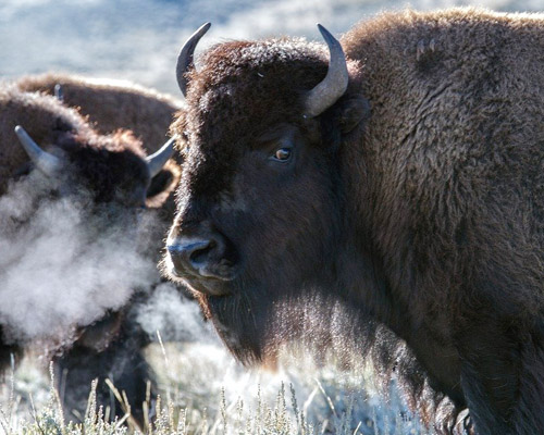 Bisontes salvajes atacan a una mujer en Yellowstone