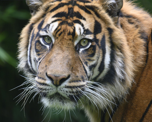 Las siete sorprendentes curiosidades del tigre que nadie te había contado