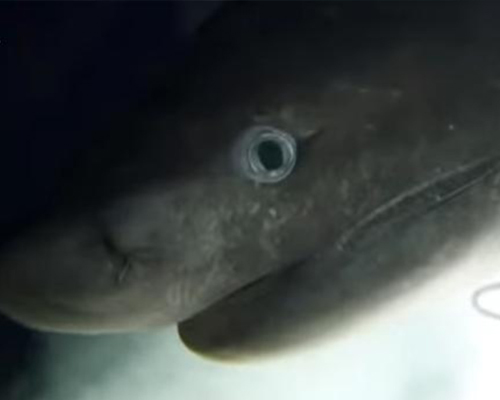 Graban un tiburón que no ha cambiado en 200 millones de años 