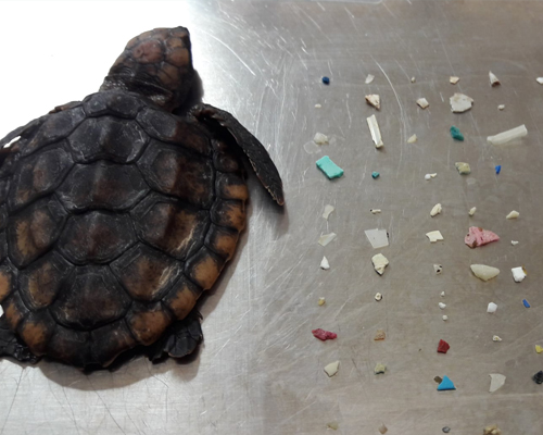 Una tortuga bebé muere con 104 plásticos en su interior