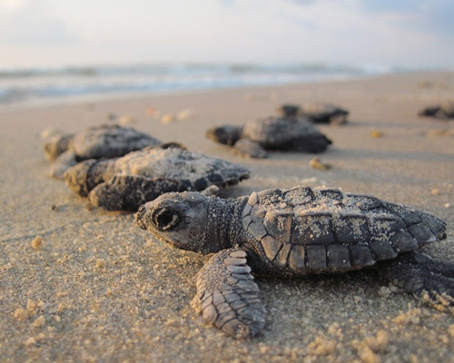 Nace la primera tortuga marina en el único nido de la especie en España