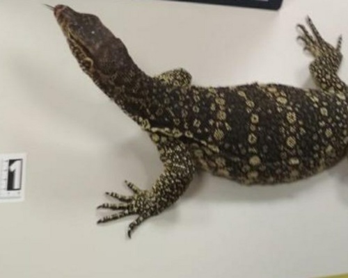 Un hombre intenta enviar un reptil a Cádiz por mensajería