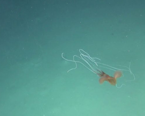 Graban por primera vez a cinco calamares gigantes en Australia