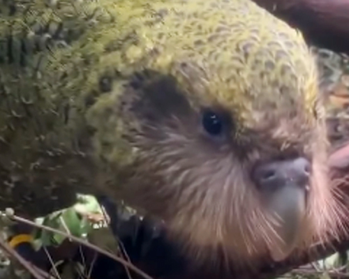 El kakapo podría extinguirse por una infección