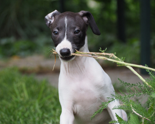 Miles de personas contra el maltrato de perros de caza