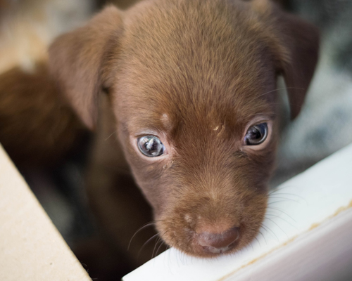 Condenada a tres meses de prisión por dejar morir a su cachorro