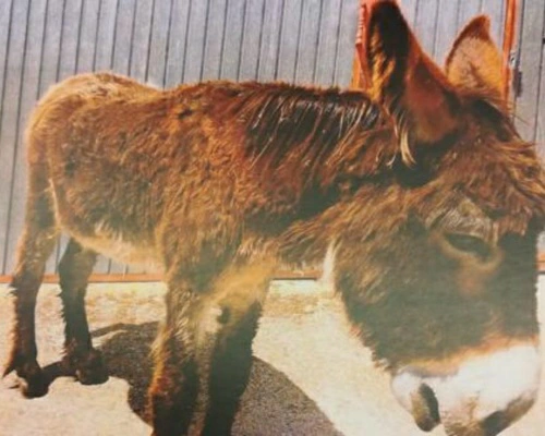 Multado por maltratar a un burro en Salamanca