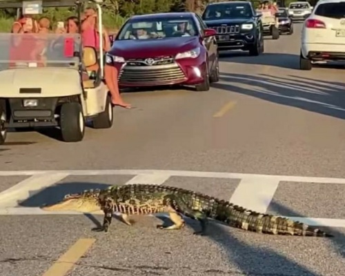 Varios cocodrilos cruzan un paso de cebra ante los turistas