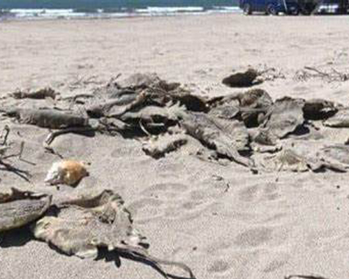 Hallan decenas de rayas muertas en México tras extirparles el aguijón