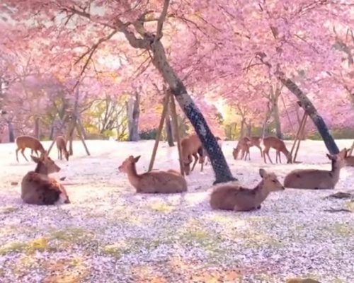 Los ciervos descansan bajo los cerezos del Parque de Nara