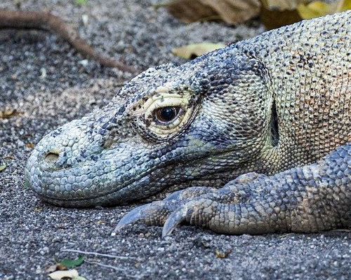 El dragón de Komodo, en grave peligro de extinción