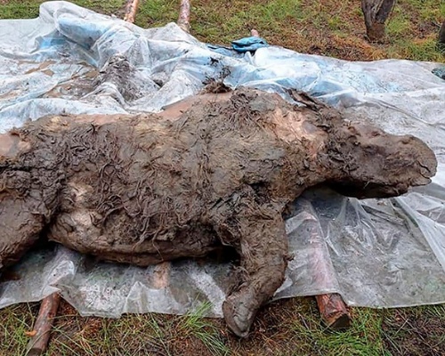 Hallan un rinoceronte lanudo de la Edad de Hielo en Rusia