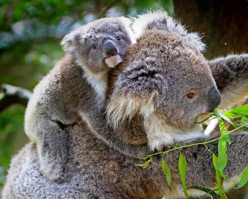 Los koalas desaparecerán del este de Australia en 2050