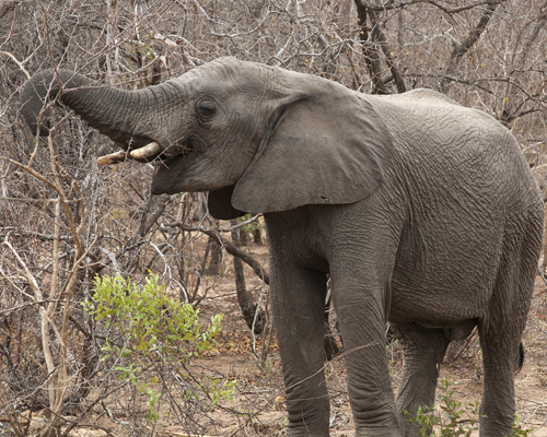 Un cazador ilegal muere aplastado por una estampida de elefantes