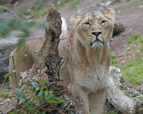 Ocho leones de un zoo de India dan positivo en coronavirus