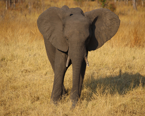 Zimbabue vende 32 crías de elefantes en secreto