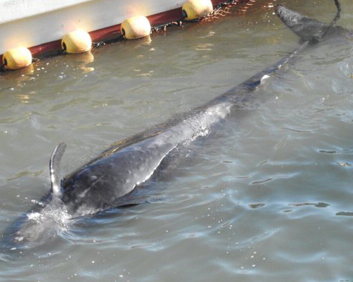 Estos delfines se frotan consolándose antes de morir