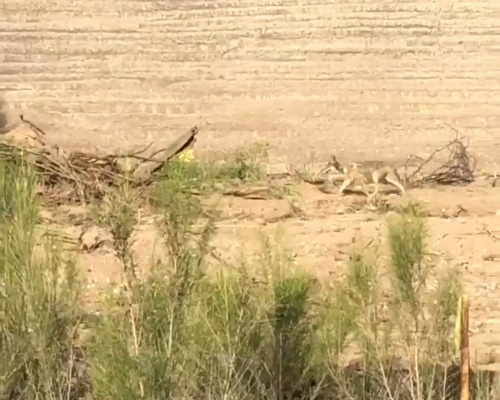 ¿Alcanzará el coyote al correcaminos en la vida real?