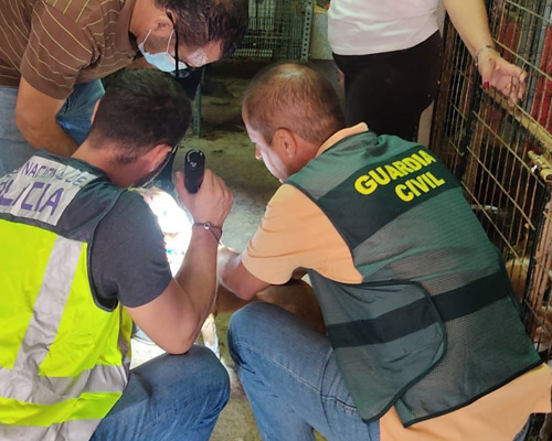Hallan 37 perros robados enjaulados y en estado de abandono en Sevilla