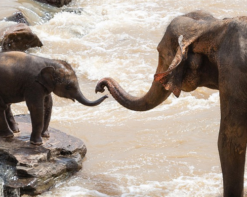 Mueren siete elefantes envenenados en Sri Lanka