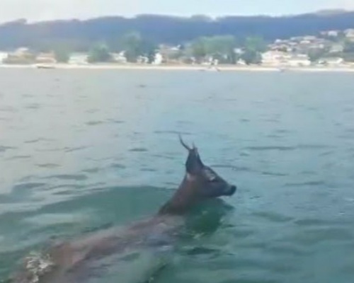 Un padre y su hija salvan a un corzo en el mar