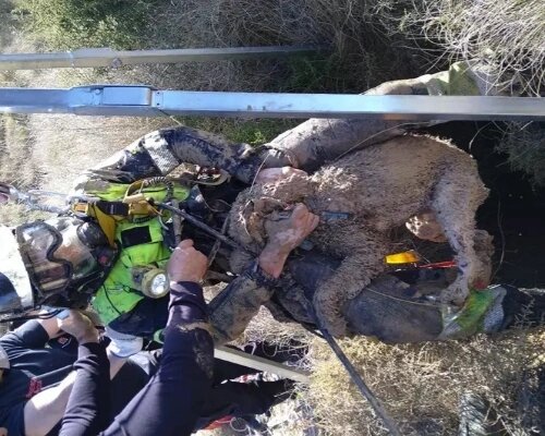 Los bomberos rescatan a un perro de un pozo en Murcia