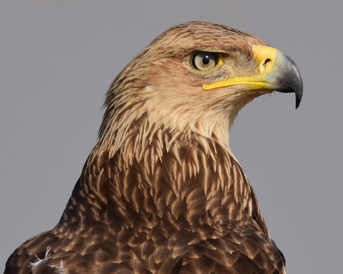 Investigan a un guarda rural por abatir a un águila imperial ibérica