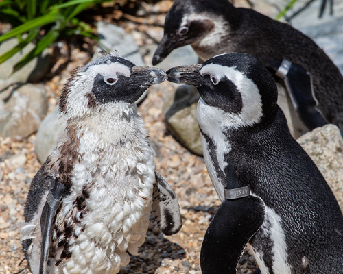 Una pareja gay de pingüinos 