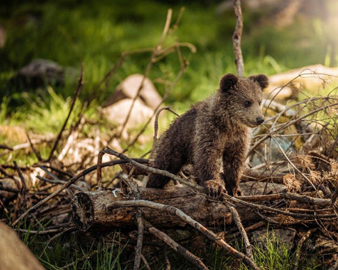 Crece la población del oso pardo en el Pirineo