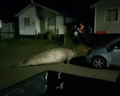 Un elefante marino se pasea por Puerto Cisnes