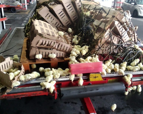 El rescate de 20.000 pollitos abandonados en Barajas