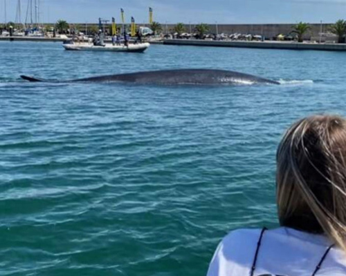Devuelven a mar abierto a una ballena rorcual atrapada en Valencia