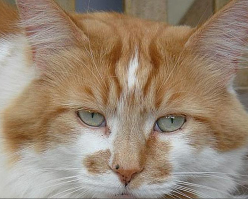 Muere a los 31 años el gato más longevo del mundo