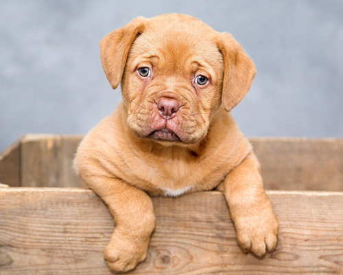 La demanda de cachorros se duplica en el confinamiento