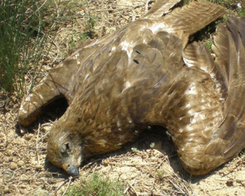 Dos años de cárcel por envenenar a 138 aves rapaces