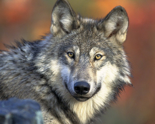 Ganaderos de la Sierra Norte, indignados ante la protección del lobo