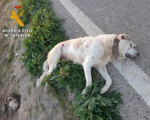 Investigan a un guarda por matar a dos perros