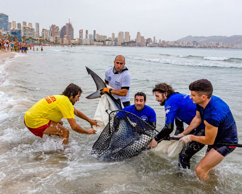 Un tiburón obliga a desalojar una playa de Benidorm