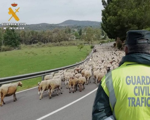 Un rebaño provoca 11 accidentes en la carretera CL-626