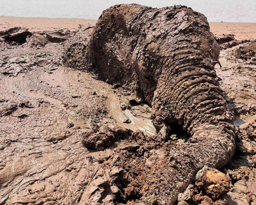 Rescatan a tres elefantes atrapados en el barro en Kenia