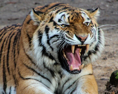 Un tigre mata a una cuidadora delante de visitantes