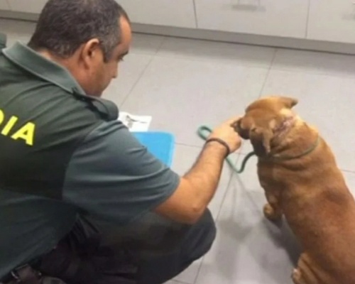 Rescatan a una mujer que intentó salvar a un perro