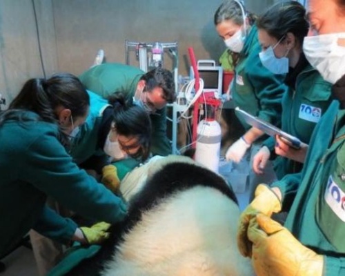 Inseminan a la hembra de oso panda gigante del Zoo de Madrid