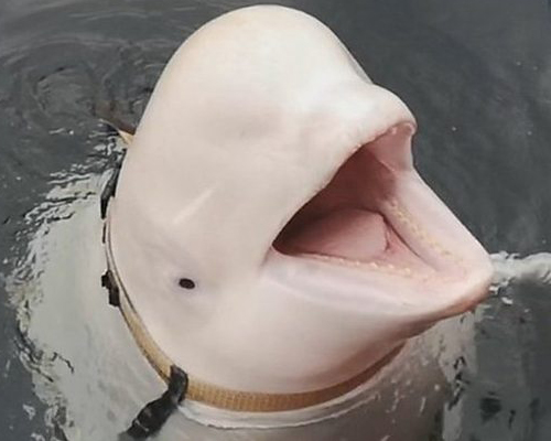 La beluga de Noruega devuelve su móvil a una turista