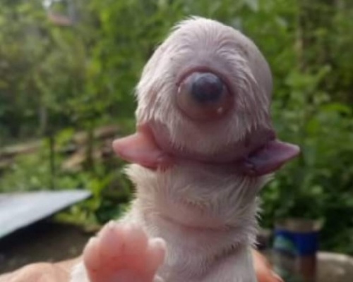 Cíclope, la historia de un perro con un ojo y dos lenguas