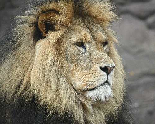 Los leones del zoo de Barcelona dan positivo en COVID-19