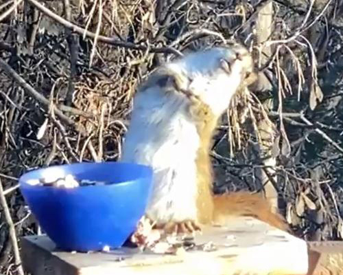 Una ardilla "borracha" de Minnesota se vuelve viral