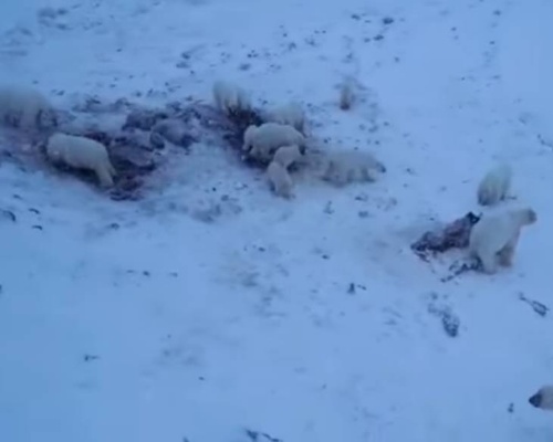 60 osos polares permanecen atrapados en un pueblo ruso
