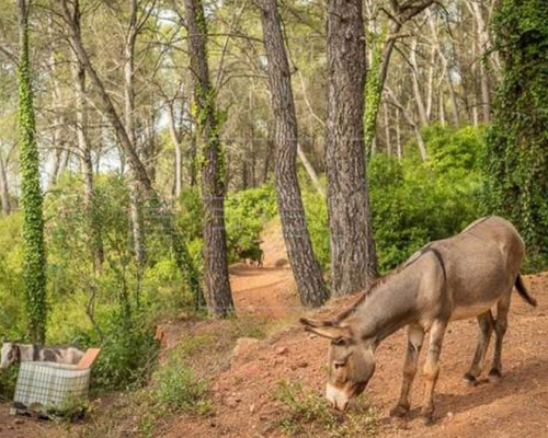 Dimite el director de Medio Natural del Gobierno de Valencia por la muerte de 10 burros en un proyecto antincendios
