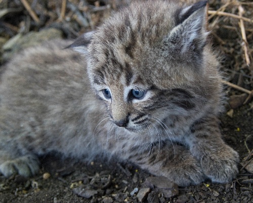 Una hembra de lince de Jaén adopta a un cachorro rechazado por su madre